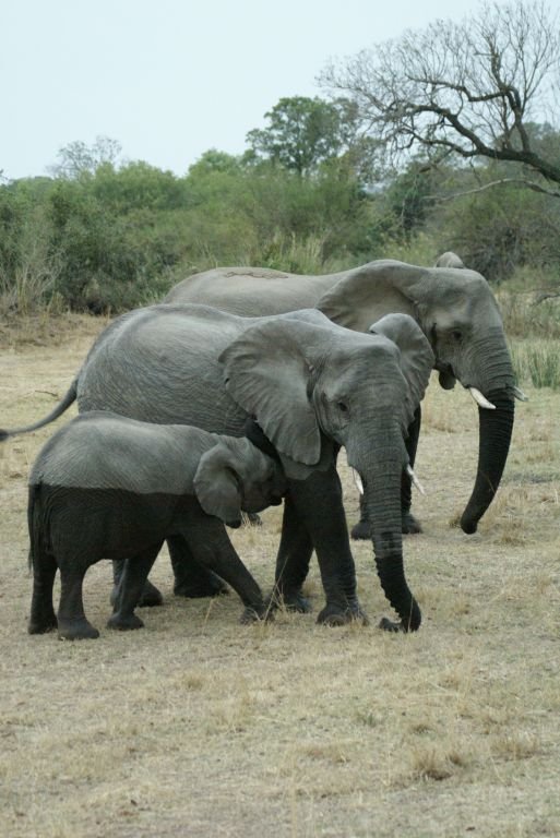 Unsere erste Begegnung mit Elefanten