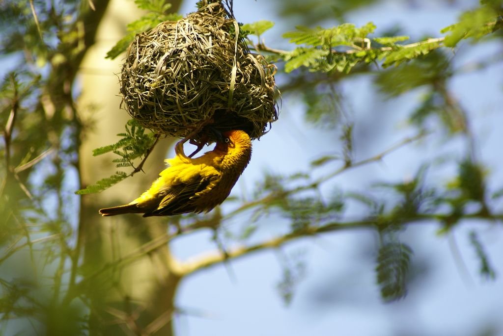Webervogel mit dem typischen Nest