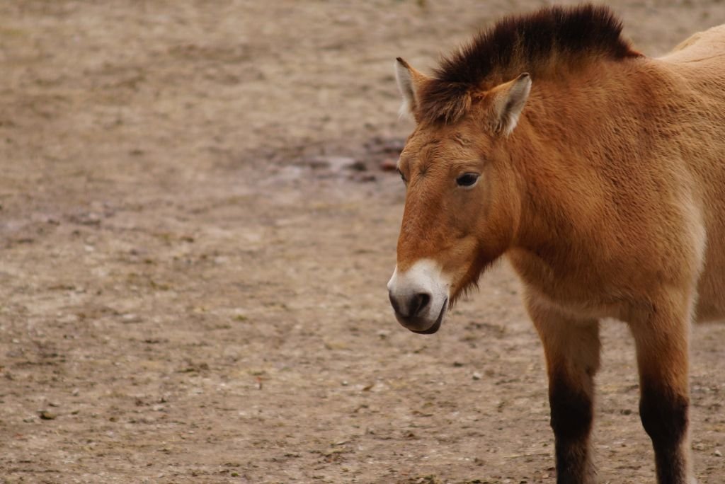 Przewalski Pferd - das Urpferd