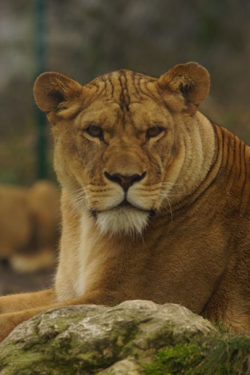 Nala - Afrikanische Löwin